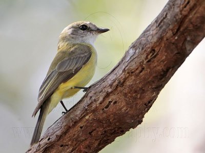 _MG_7547 Lemon-bellied Flycatcher.jpg