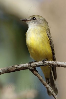 _MG_7734 Lemon-bellied Flycatcher.jpg