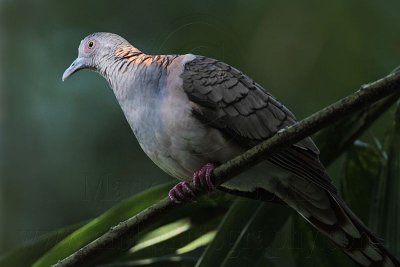 _MG_4241 Bar-shouldered Dove.jpg