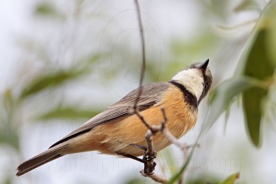 _MG_8385 Rufous Whistler.jpg