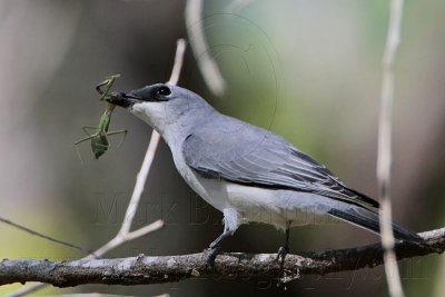 _MG_3817 White-bellied Cuckoo-shrike.jpg