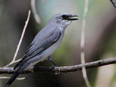 _MG_3831 White-bellied Cuckoo-shrike.jpg