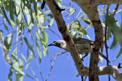 Silver-crowned Friarbird - Philemon argenticeps - NT