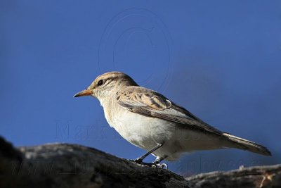 _MG_6505 White-winged Triller.jpg