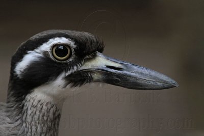 _MG_3790 Beach Stone-curlew.jpg