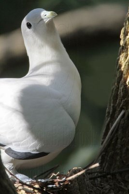 _MG_3839 Pied Imperial-Pigeon.jpg
