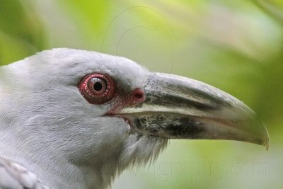 Channel-billed Cuckoo - Scythrops novaehollandiae - NT