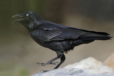 _MG_1331 Torresian Crow.jpg