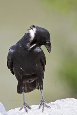 _MG_1366 Torresian Crow.jpg