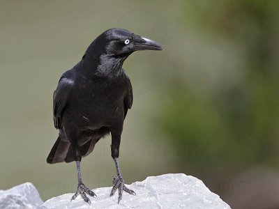 _MG_1374 Torresian Crow.jpg