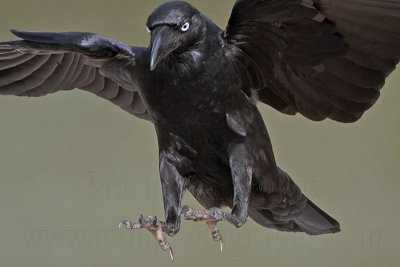 _MG_1380 Torresian Crow.jpg
