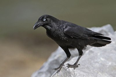 _MG_1384 Torresian Crow.jpg