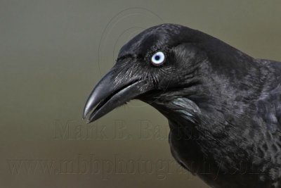 Torresian Crow - Corvus orru - NT