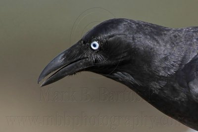 _MG_1385crop Torresian Crow.jpg