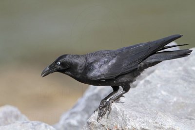 _MG_1386 Torresian Crow.jpg