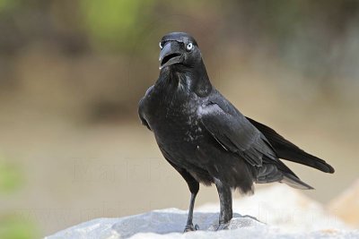 _MG_1395 Torresian Crow.jpg