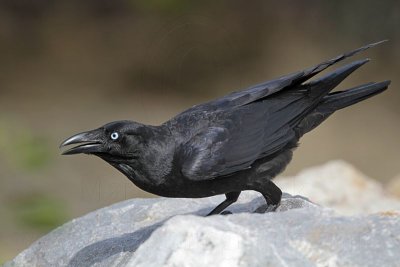 _MG_1397 Torresian Crow.jpg