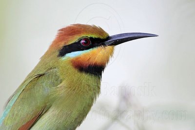 _MG_9272 Rainbow Bee-eater.jpg