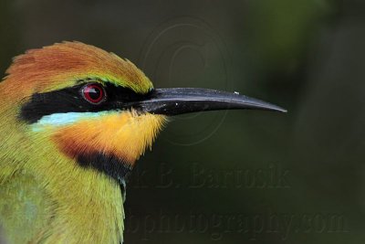 _MG_9335 Rainbow Bee-eater.jpg
