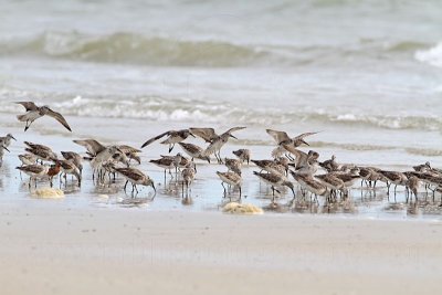 _MG_6290 Red & Great Knot..jpg