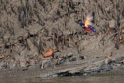 _MG_8849 Azure Kingfisher.jpg