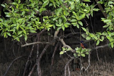 _MG_8864 Azure Kingfisher.jpg