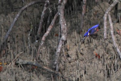 _MG_8867 Azure Kingfisher.jpg