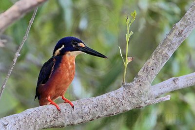 _MG_9403 Azure Kingfisher.jpg