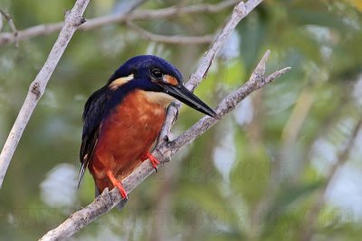 _MG_9583 Azure Kingfisher.jpg