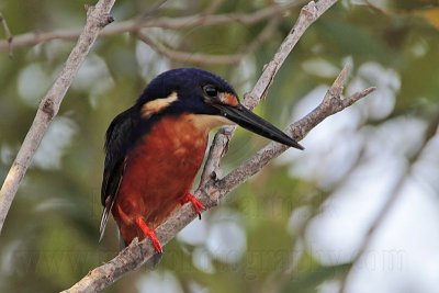 _MG_9587 Azure Kingfisher.jpg