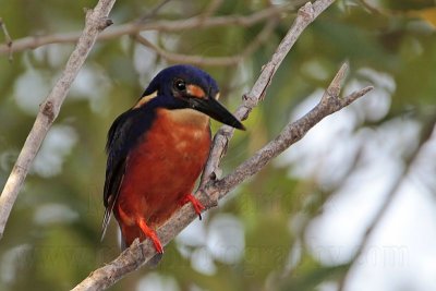 _MG_9616 Azure Kingfisher.jpg