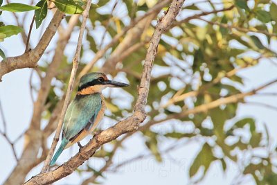_MG_8501 Sacred Kingfisher.jpg
