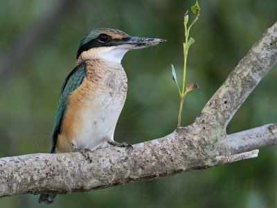 _MG_9894 Sacred Kingfisher.jpg