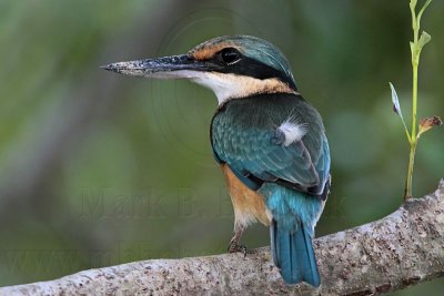 Sacred Kingfisher - Top End, Northern Territory, Australia