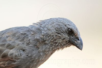 _MG_0582 Apostlebird.jpg