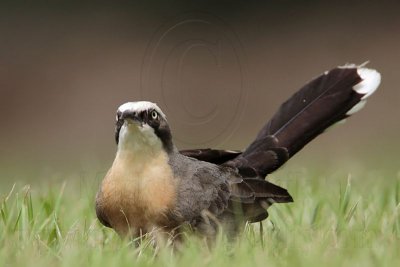 _MG_8333 Grey-crowned Babbler.jpg