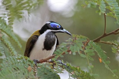 _MG_0767 Blue-faced Honeyeater.jpg