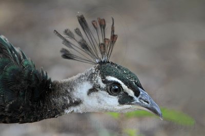 _MG_0795 Indian Peafowl.jpg