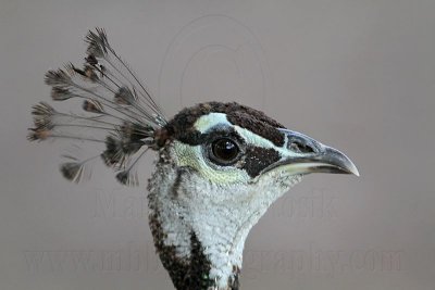 _MG_0811 Indian Peafowl.jpg
