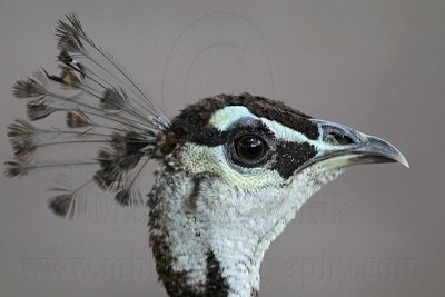 _MG_0831 Indian Peafowl.jpg