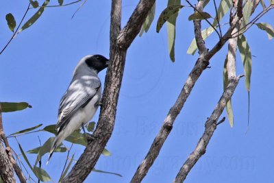 Black-faced Cuckoo-shrike - Coracina novaehollandiae - NT