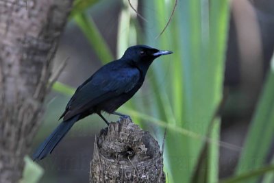 _MG_1884 Shining Flycatcher.jpg