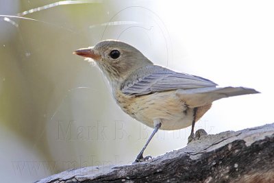 _MG_2039 Rufous Whistler.jpg