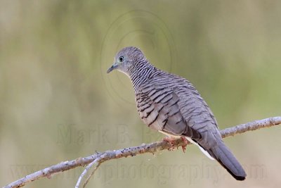 _MG_2060 Peaceful Dove.jpg
