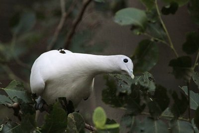 _MG_4217 Pied Imperial-Pigeon.jpg