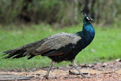 Indian Peafowl - Top End, Northern Territory, Australia