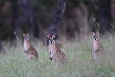 _MG_2074 Wallaby.jpg