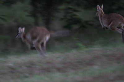 _MG_2120 Wallaby.jpg