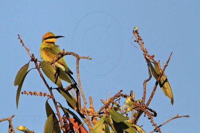 _MG_2257 Rainbow Bee-eater.jpg