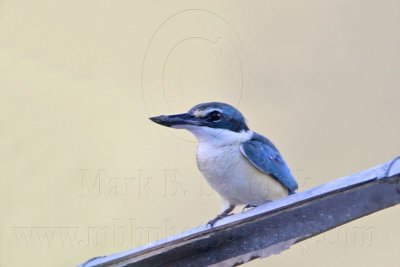 _MG_2644 Sacred Kingfisher.jpg